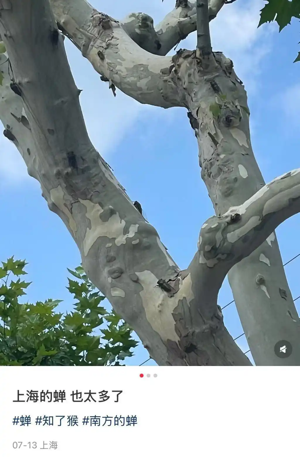 蝉鸣如雨，实为“蝉尿”？专家：滴落液体几乎全是水，无需恐慌