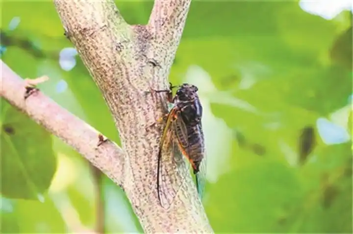 蝉排泄物滴落衣领究竟有多危险？科学实证粉碎致敏带菌传言