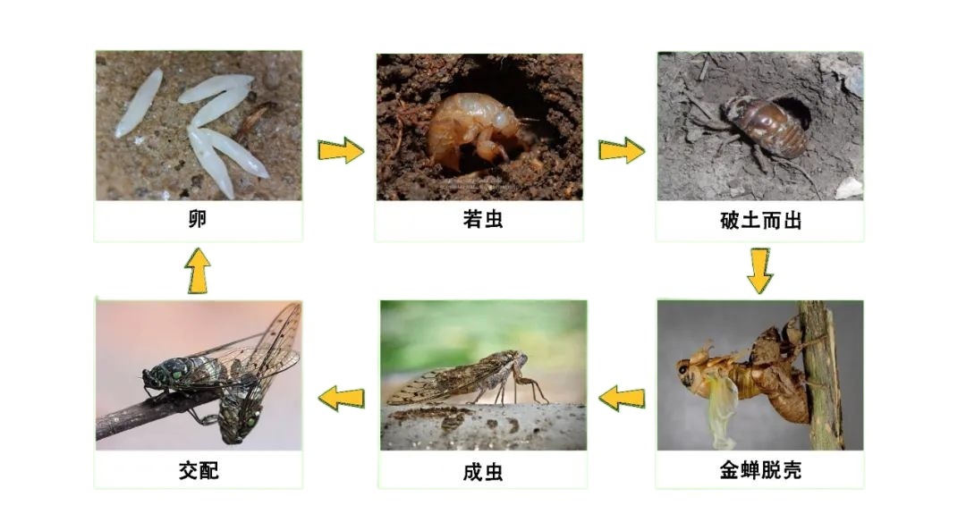 蛰伏数载的枝头歌者：解码蝉类生命轮回与生存法则