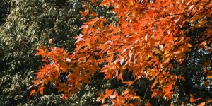 <?php the_title(); ?>