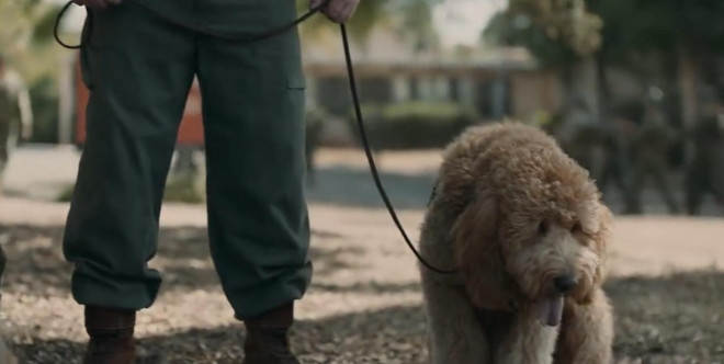 布丽·拉尔森遭遇巨型贵宾犬——《化学课》发布片段