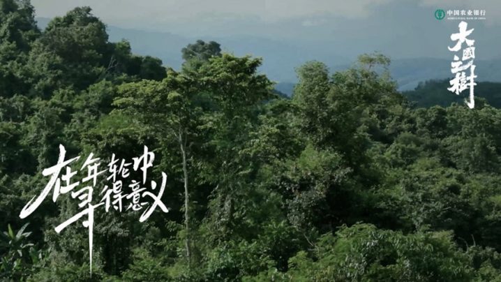 《大国之树》：水哥王昱珩用对话方式深入探访自然，揭示珍稀树种的疗愈力量
