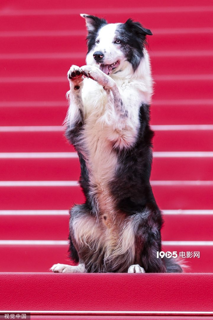 彭于晏的宠物狗被提名“狗狗金棕榈”，前届获奖者是梅西-2