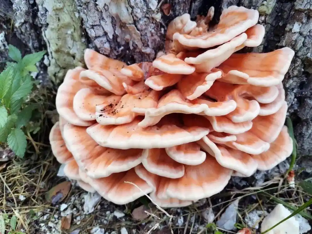 《奥德赛》三轮预售火热启动,沈阳居民免费升级智能燃气套装,今日晴暖27℃|指尖早报