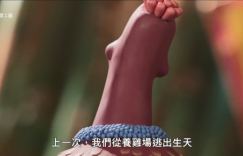 《小鸡快跑2》阿里云（HD1280P/3.2G-MKV）未删减完整版原声版magnet磁力链接
