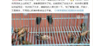 夏日蝉鸣引饕客，这种“胜过小龙虾”的时令野味您尝过几种？